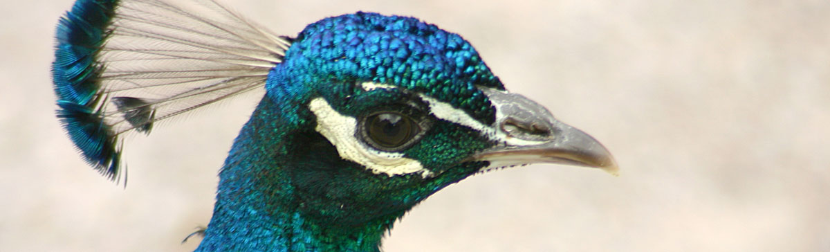Pfau auf dem Schlossplatz
