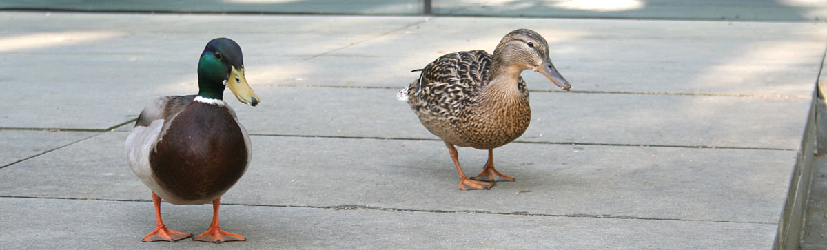 Stockenten auf der Schulterrasse